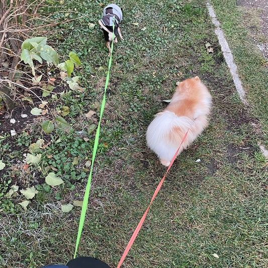 3m Auto Retractable Double-Ended Traction Rope Roulette Pet supplies With Flashlight Waste Bag Box Dual Dog Leash